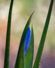 France-Giverny Close-up of emerging purple iris Art Print